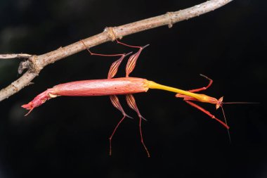 Marco, Sabah, Borneo 'da çekilen Ejder çiçeği peygamberdevesinin detaylı görüntüsü