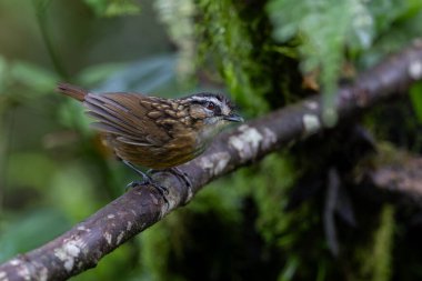 Sabah, Borneo 'da çekilmiş Wren Dağı' nın doğa görüntüsü.