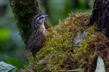 Sabah, Borneo 'da çekilmiş Wren Dağı' nın doğa görüntüsü.