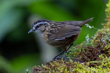 Sabah, Borneo 'da çekilmiş Wren Dağı' nın doğa görüntüsü.