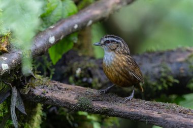 Sabah, Borneo 'da çekilmiş Wren Dağı' nın doğa görüntüsü.