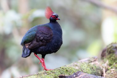 Tepeli Partridge (Rollulus rouloul) orman zemininde yiyecek arıyor. Güneydoğu Asya 'da yetişen kuş, kırmızı arması, yanardöner tüyleri ve tohum dağıtıcı rolü ile tanınır.