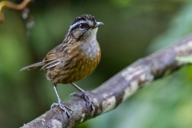 Sabah, Borneo 'da çekilmiş Wren Dağı' nın doğa görüntüsü.