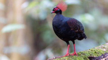 Tepeli Partridge (Rollulus rouloul) orman zemininde yiyecek arıyor. Güneydoğu Asya 'da yetişen kuş, kırmızı arması, yanardöner tüyleri ve tohum dağıtıcı rolü ile tanınır.