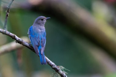 Mavi-beyaz sinek avcısı, Japon sinekkapan erkek mavi-beyaz bir ağaca tünemiş