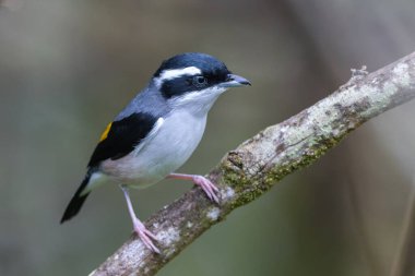 Beyaz kaşlı Shrike-geveze dalda tünemiş tüylerini sergiliyor.