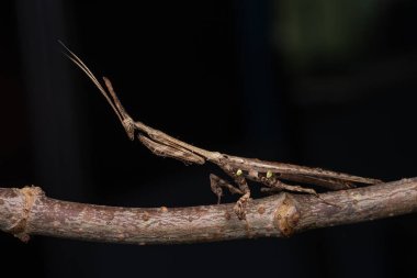 Marco 'nun Sabah, Borneo' da çekilmiş Bark boynuzlu peygamber devesi (Ceratocrania macra) resmi.