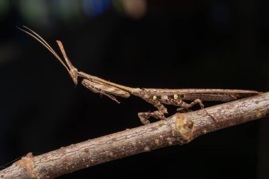 Marco 'nun Sabah, Borneo' da çekilmiş Bark boynuzlu peygamber devesi (Ceratocrania macra) resmi.