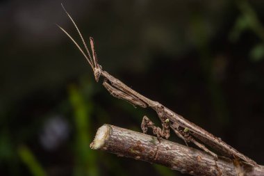 Marco 'nun Sabah, Borneo' da çekilmiş Bark boynuzlu peygamber devesi (Ceratocrania macra) resmi.