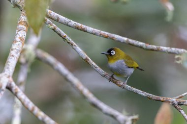 Bir ağaç dalına tünemiş siyah kaplamalı beyaz gözün doğa görüntüsü