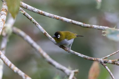 Bir ağaç dalına tünemiş siyah kaplamalı beyaz gözün doğa görüntüsü