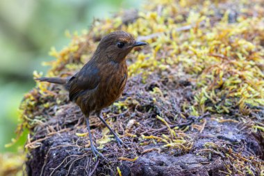 Doğa Bornean Shortwing (Brachypteryx erythrogyna) kuşu Sabah, Borneo 'da kaçırıldı