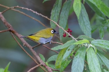 Bir ağaç dalına tünemiş siyah kaplamalı beyaz gözün doğa görüntüsü