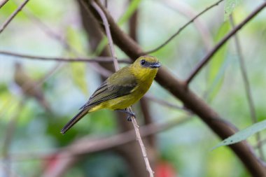 Doğa kuşu Bornean ıslığı (Pachycephala hipoksantha), ya da Bornean dağ ıslığı.