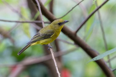 Doğa kuşu Bornean ıslığı (Pachycephala hipoksantha), ya da Bornean dağ ıslığı.