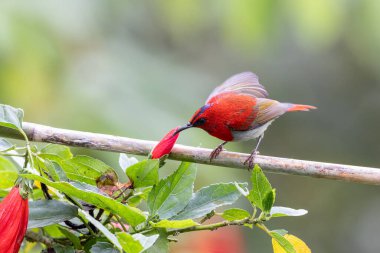 Montan Ormanı Sabah, Borneo 'da Güzel Temminck' in Sunbird 'ü (Aethopyga temminckii)