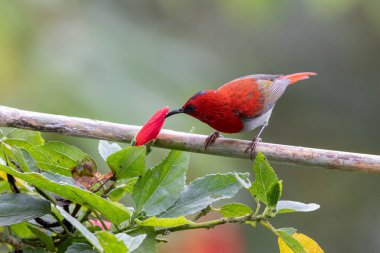 Montan Ormanı Sabah, Borneo 'da Güzel Temminck' in Sunbird 'ü (Aethopyga temminckii)