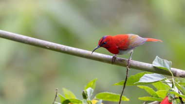 Montan Ormanı Sabah, Borneo 'da Güzel Temminck' in Sunbird 'ü (Aethopyga temminckii)
