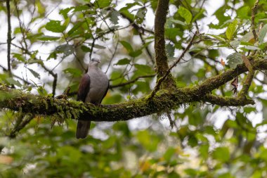 Dağ İmparatorluğu Güvercini yağmur ormanlarındaki ağaç dalına tünemiş.