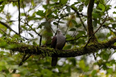 Dağ İmparatorluğu Güvercini yağmur ormanlarındaki ağaç dalına tünemiş.
