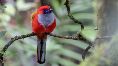 Kır Saçlı 'nın Trogon kuşunun doğa doğası Borneo' ya özgü yeşil bir ormanda bir dalda tünemekte.