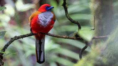 Kır Saçlı 'nın Trogon kuşunun doğa doğası Borneo' ya özgü yeşil bir ormanda bir dalda tünemekte.