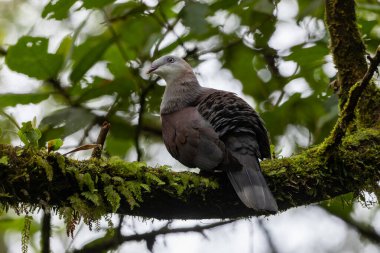 Dağ İmparatorluğu Güvercini yağmur ormanlarındaki ağaç dalına tünemiş.