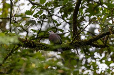 Dağ İmparatorluğu Güvercini yağmur ormanlarındaki ağaç dalına tünemiş.