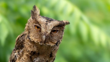 Sunda baykuşunun vahşi yaşam görüntüsü.