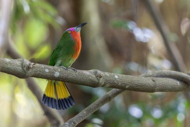 Kızıl sakallı bir arı yiyicinin canlı tüylerini bir dala tünemiş halde gösteren yakın plan fotoğrafı.