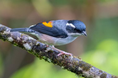 Beyaz kaşlı Shrike-geveze dalda tünemiş tüylerini sergiliyor.