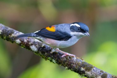 Beyaz kaşlı Shrike-geveze dalda tünemiş tüylerini sergiliyor.
