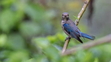 Genç Mavi-Beyaz Sinek Yakalayıcı, Japon Sinekkapan Erkek mavi-beyaz ağaçta tünemiş