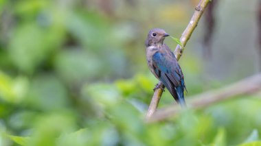 Genç Mavi-Beyaz Sinek Yakalayıcı, Japon Sinekkapan Erkek mavi-beyaz ağaçta tünemiş