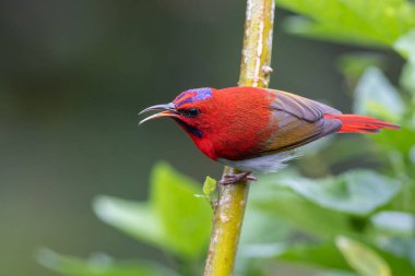 Montan Ormanı Sabah, Borneo 'da Güzel Temminck' in Sunbird 'ü (Aethopyga temminckii)