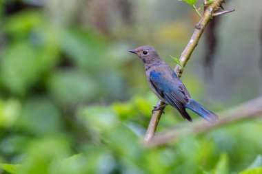 Genç Mavi-Beyaz Sinek Yakalayıcı, Japon Sinekkapan Erkek mavi-beyaz ağaçta tünemiş
