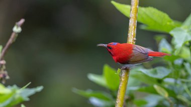 Montan Ormanı Sabah, Borneo 'da Güzel Temminck' in Sunbird 'ü (Aethopyga temminckii)