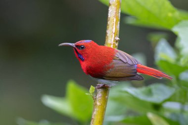 Montan Ormanı Sabah, Borneo 'da Güzel Temminck' in Sunbird 'ü (Aethopyga temminckii)
