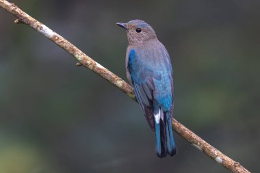 Genç Mavi-Beyaz Sinek Yakalayıcı, Japon Sinekkapan Erkek mavi-beyaz ağaçta tünemiş