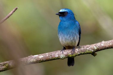 Sabah, Borneo 'daki doğa alışkanlıklarında tünemekte olan Indigo Flycatcher (Eumyias Indigo) olarak bilinen güzel mavi kuş.