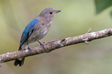 Genç Mavi-Beyaz Sinek Yakalayıcı, Japon Sinekkapan Erkek mavi-beyaz ağaçta tünemiş