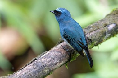 Sabah, Borneo 'daki doğa alışkanlıklarında tünemekte olan Indigo Flycatcher (Eumyias Indigo) olarak bilinen güzel mavi kuş.
