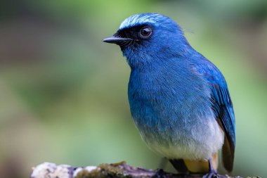 Sabah, Borneo 'daki doğa alışkanlıklarında tünemekte olan Indigo Flycatcher (Eumyias Indigo) olarak bilinen güzel mavi kuş.