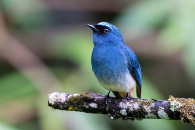 Sabah, Borneo 'daki doğa alışkanlıklarında tünemekte olan Indigo Flycatcher (Eumyias Indigo) olarak bilinen güzel mavi kuş.