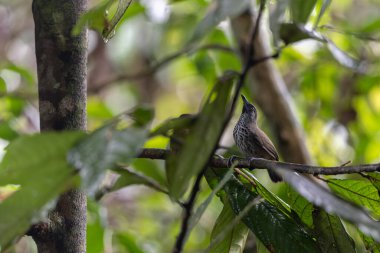 Doğa Kestane Kalçalı Babbler (Stachyris maculata) Sabah, Borneo 'da bir dalın üzerinde duruyor.