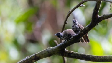 Doğa Kestane Kalçalı Babbler (Stachyris maculata) Sabah, Borneo 'da bir dalın üzerinde duruyor.