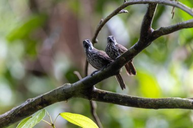 Doğa Kestane Kalçalı Babbler (Stachyris maculata) Sabah, Borneo 'da bir dalın üzerinde duruyor.