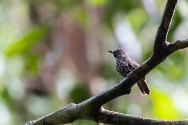 Doğa Kestane Kalçalı Babbler (Stachyris maculata) Sabah, Borneo 'da bir dalın üzerinde duruyor.