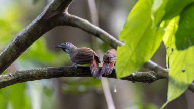 Doğa Kestane Kalçalı Babbler (Stachyris maculata) Sabah, Borneo 'da bir dalın üzerinde duruyor.