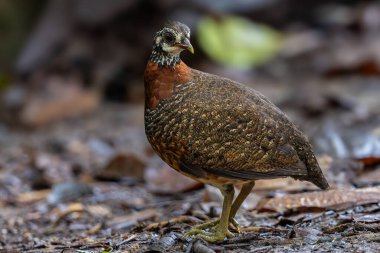 Sabah kekliği düşmüş bir ağaç gövdesine tünemiş, belirgin işaretlerini ve kırmızımsı kahverengi göğsünü sergiliyor.